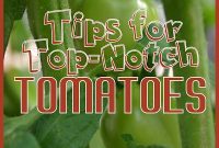 Cultivating Exceptional Tomatoes