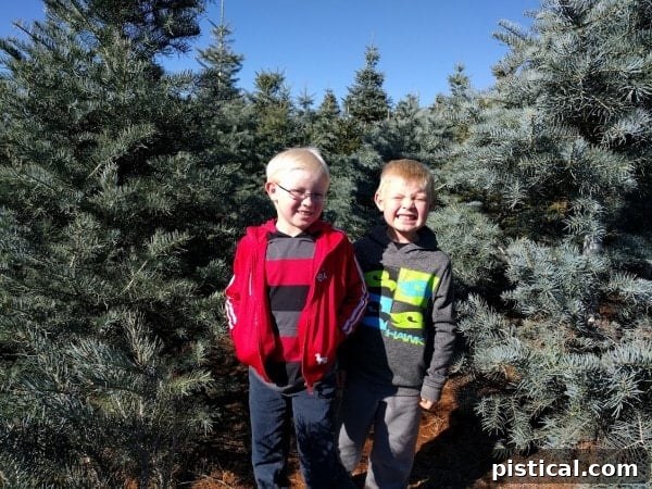 A family tradition of selecting a Christmas tree at Apple Hill, with children in a rustic outdoor setting.