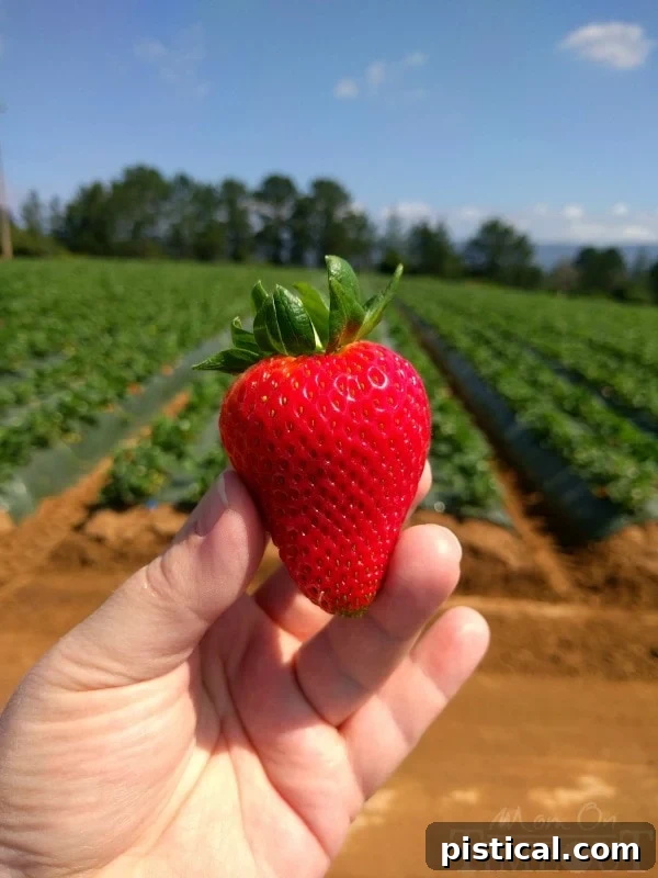 Close-up of fresh strawberries, ready for a healthy salad