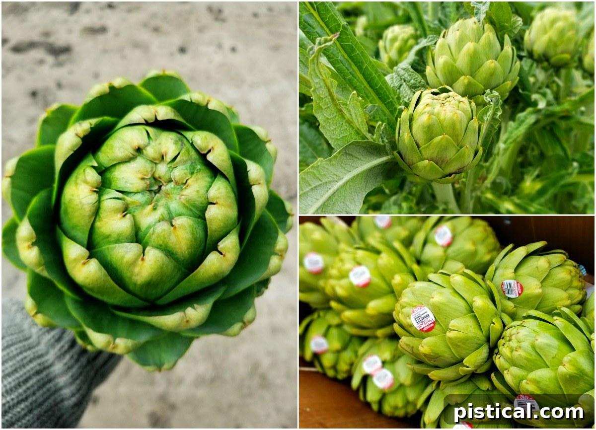 Your New Favorite Pasta Salad 2 A scenic view of lush green artichoke fields under a clear sky, illustrating the natural beauty of an artichoke farm.