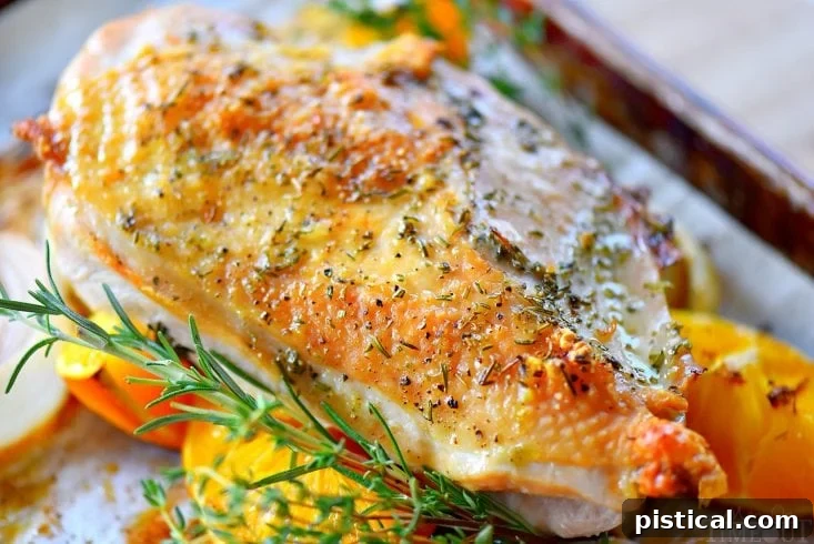 Golden brown roast turkey breast with citrus and herbs, fresh from the oven