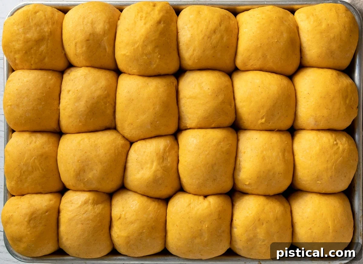 Unbaked pumpkin dinner rolls undergoing their second rise in a baking sheet, showing their expanded, puffy forms before baking.