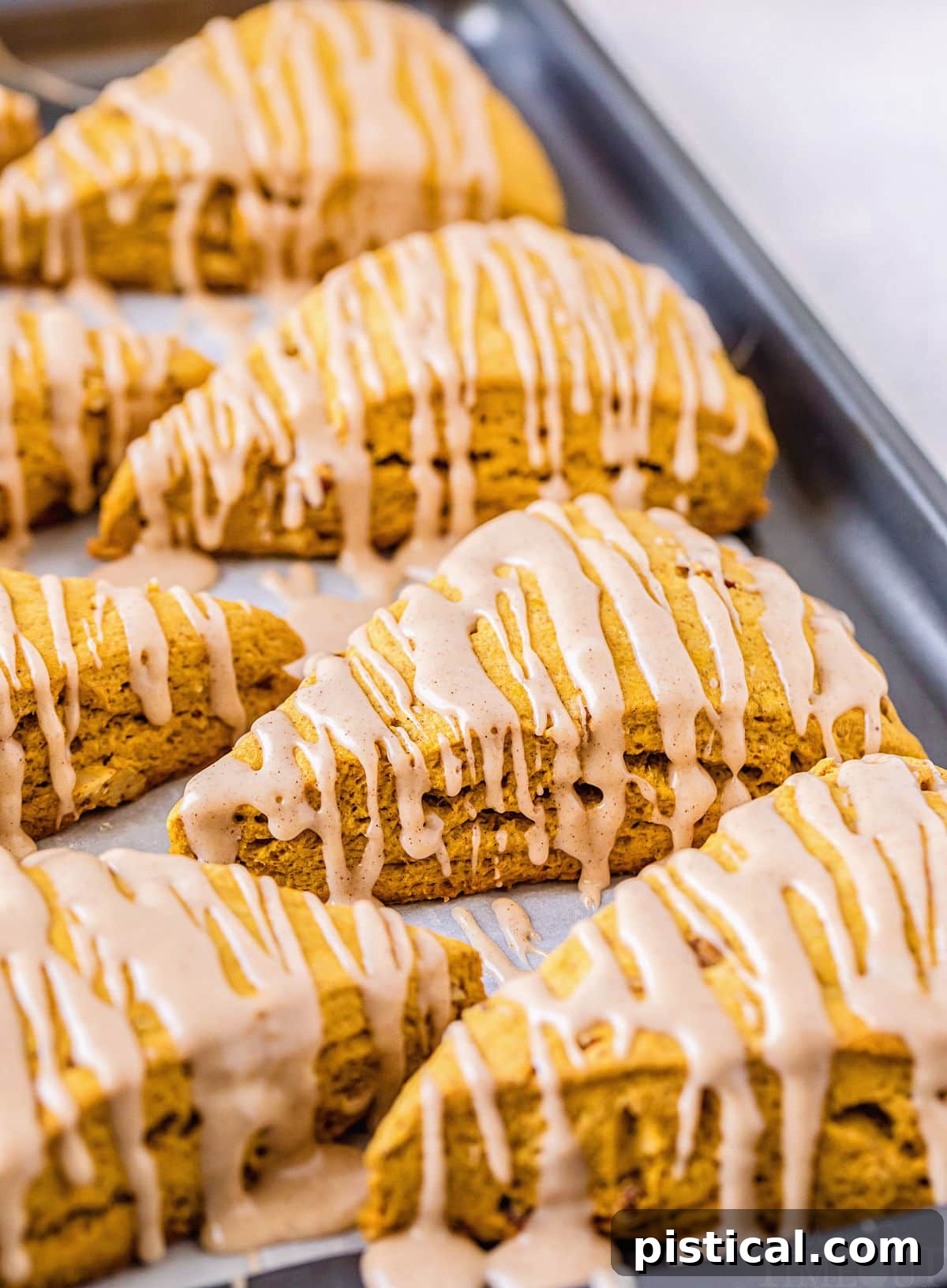 Autumn Spiced Pumpkin Scones with Maple Drizzle 8 freshly baked pumpkin scones with maple glaze drizzled generously on a baking sheet
