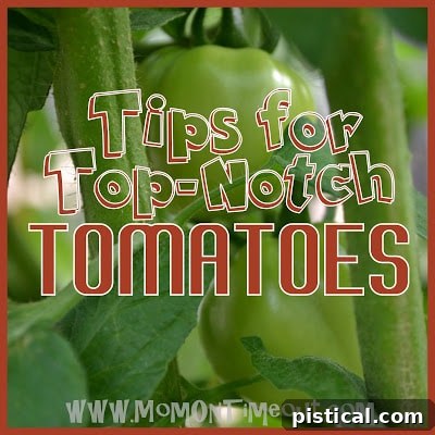 Vibrant red tomatoes growing on the vine, ready for harvest in a garden