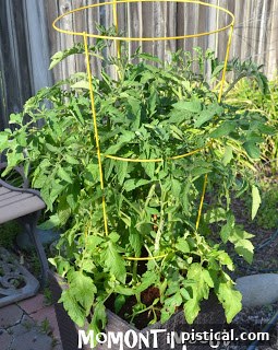 Tomato plant receiving water from a drip irrigation system