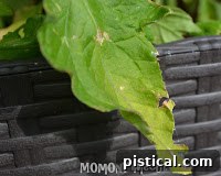 A gardener carefully pinching off a discolored tomato leaf