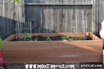 close-up of newly planted garden