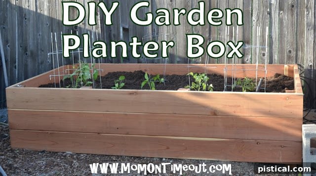 thriving plants in raised garden box