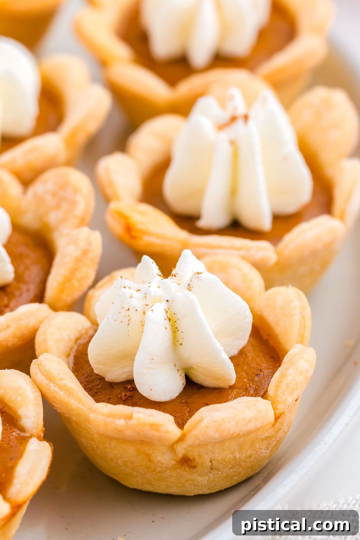 A close up view of several perfectly baked mini pumpkin pies arranged on a pristine white plate, ready to be served.