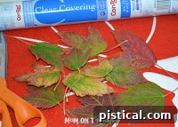 Assorted autumn leaves gathered for a fall craft project
