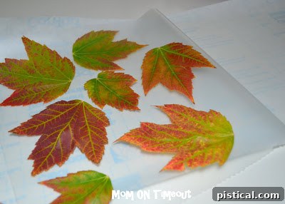 Crunchy Caramel Corn with Autumn Leaf Tags 12 Various colorful autumn leaves arranged on a sheet of contact paper