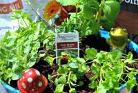 Organic Potted Herbs for Small Spaces