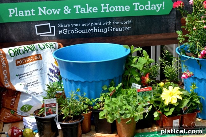 A vibrant selection of organic herbs including mint, cilantro, parsley, and oregano, ready for potting.