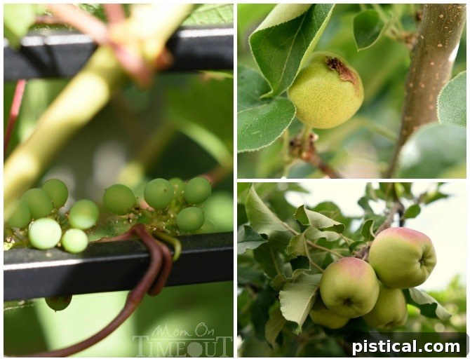 Grapevines with developing fruit, a pear tree laden with numerous pears, and an apple tree heavy with ripe apples requiring support.