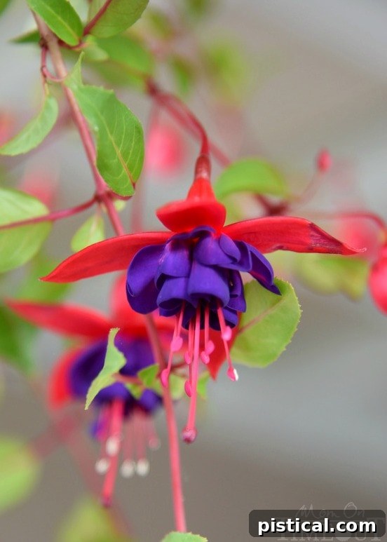Beautiful fuchsia flower blooming in the garden, showcasing the vibrant colors of summer plants.