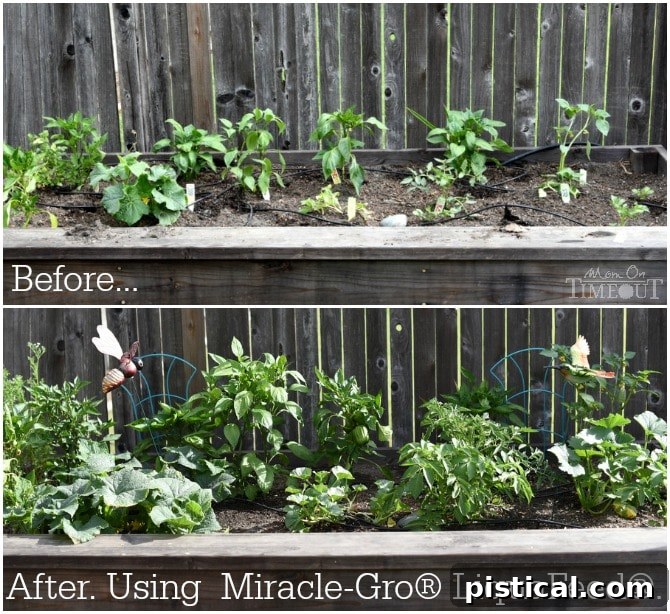 Before and after comparison of plants in a large planter box, showing significant growth and health improvement with Miracle-Gro LiquaFeed.