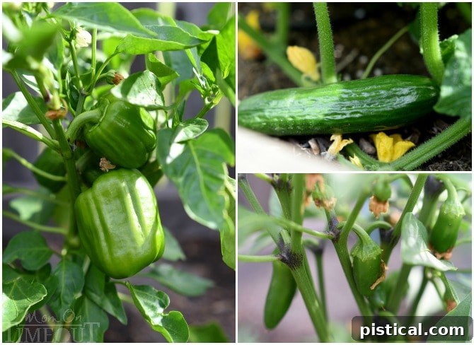 Close-up of healthy bell peppers, cucumbers, and jalapeno peppers growing abundantly in a garden planter.
