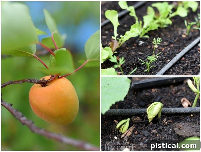 Freshly growing apricots, vibrant green beans, tender lettuce, and young carrots in a home garden.